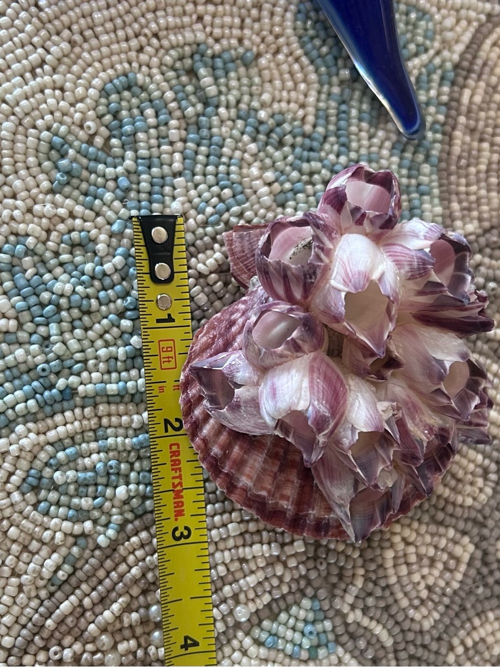 Natural Purple Barnacle Cluster on Scallop Shell - Picture 6 of 9
